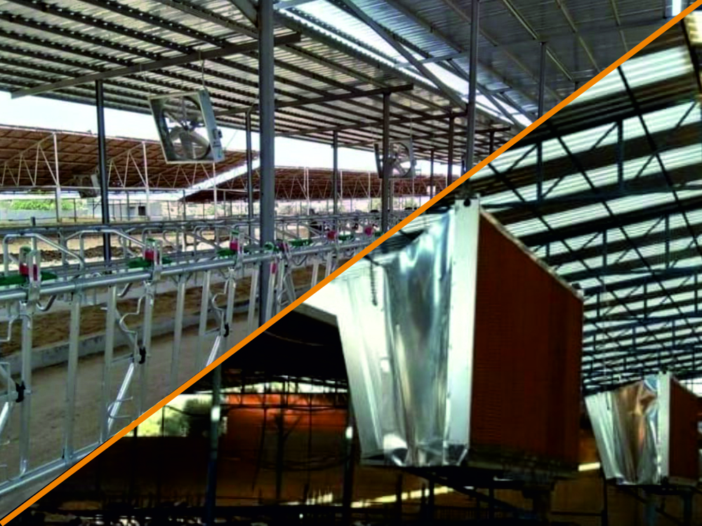 Büyükbaş Çiftlik Hayvancılığı