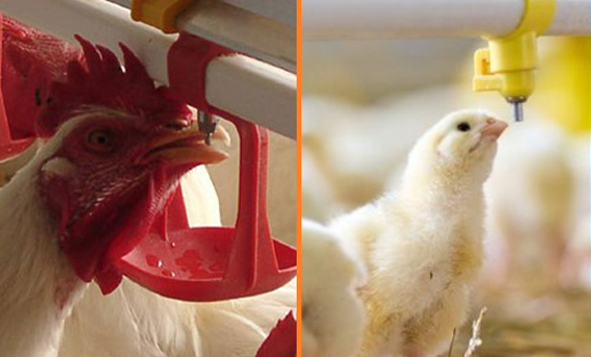 Kümes Nipel Suluk Sistemleri